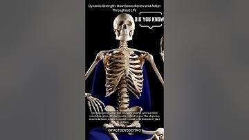 Dynamic Strength How Bones Renew and Adapt Throughout Life