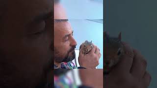 Evinde Sincap Besleyen Adam! (4 Buçuk Yıldır Sincaba Bakıyor) #sincap #squirrel #shorts Resimi