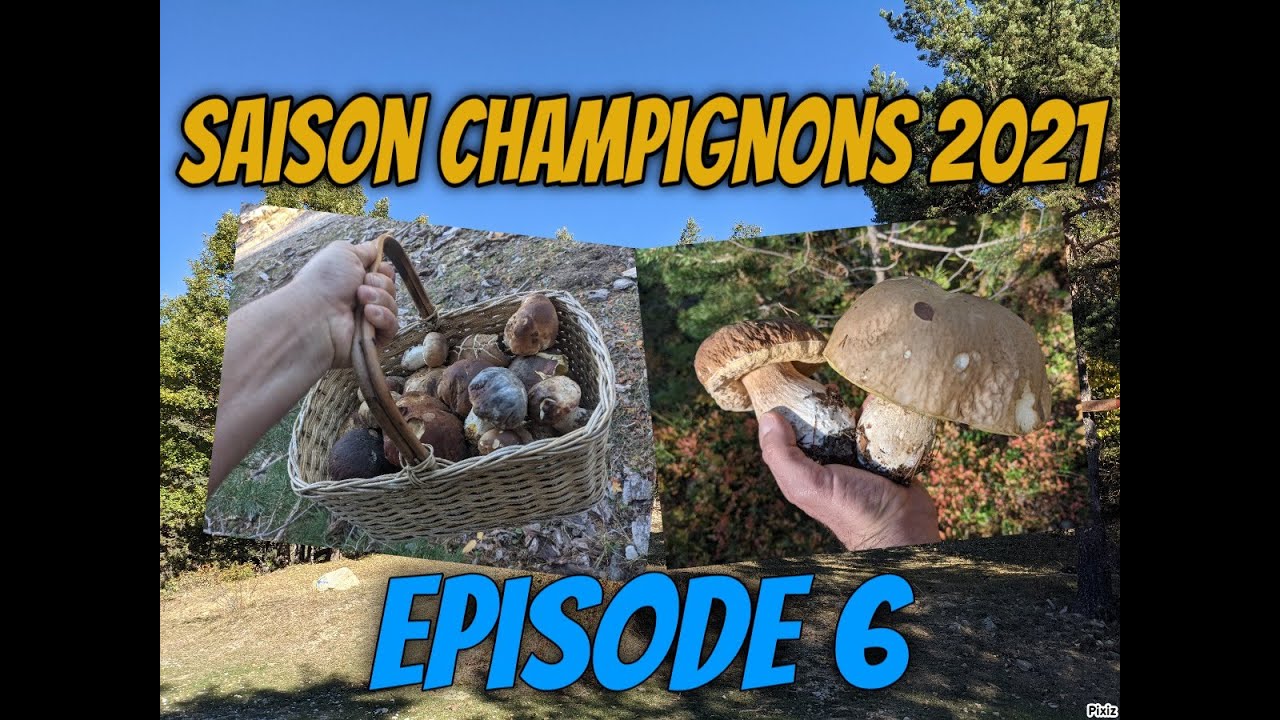 Saison Champignons 2021 *Épisode 6* Champignons d'automne