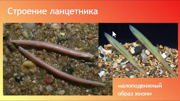 Биология ОГЭ/ЕГЭ  Выпуск 25  Тип Хордовые  Класс Ланцетники
