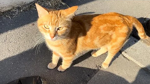 Watch the video about Feeding street cats youtube，hungry street cat looking for food，woman feeding cats on the street