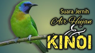 MASTERAN KINOI DAN SUARA AIR HUJAN SUPER JERNIH