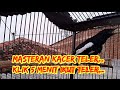 Kicau Burung Kacer Tlr Cocok Untuk Masteran Atau Pancingan Mp3 - Mp4 Download