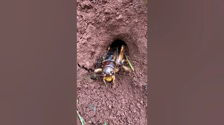 IQ cowboy put fire ants into cricket insect hole