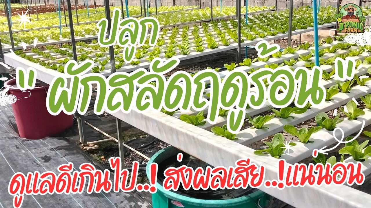 ปลูกผักสลัดฤดูร้อน ดูแลดีเกินไป ส่งผลเสียแน่นอน #ผักไฮโดรโปนิกส์ #ผักสลัด #ฟาร์มผัก #โคราช #ฤดูร้อน