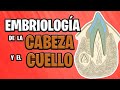 ✅ EMBRIOLOGÍA de la CABEZA y el CUELLO (Parte 2°) 🦷🙇🏻