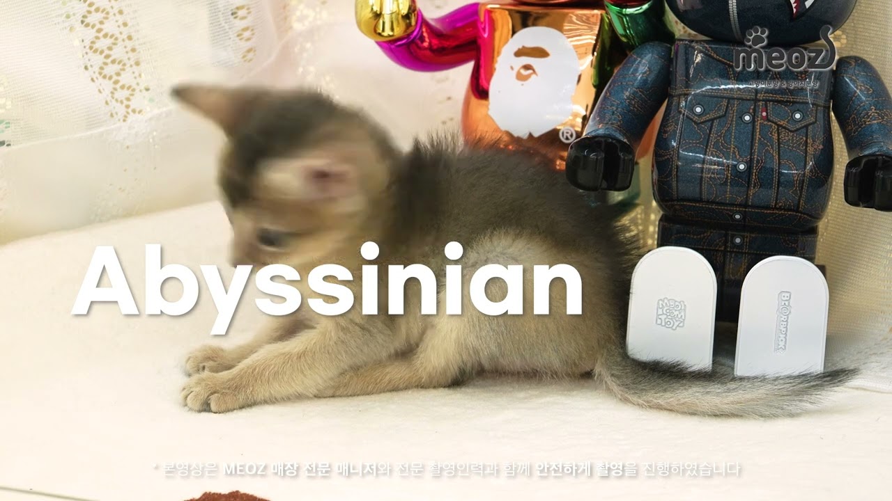 Meet the World’s Sweetest Munchkin Kitten (Worldwide Shipping Available) ✈️