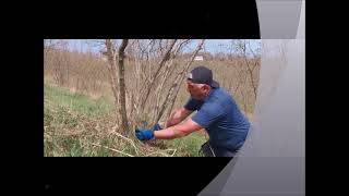 Fındık Işkını Almaca...