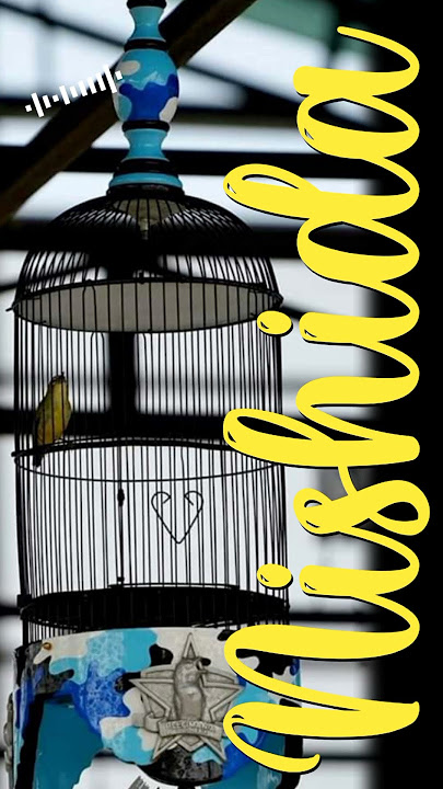 MASTERAN PLECI MEWAH NISHIDA - #shorts #shortvideo #shortsfeed