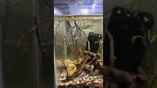 Natural tank set up #shortsfeed #aquarium #planetaquarium #aquascape #fish #fishtank