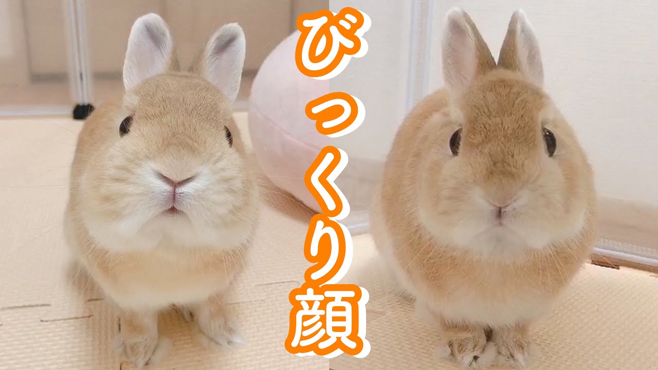 部屋んぽ中びっくりして逃亡するうさぎが可愛いw Youtube