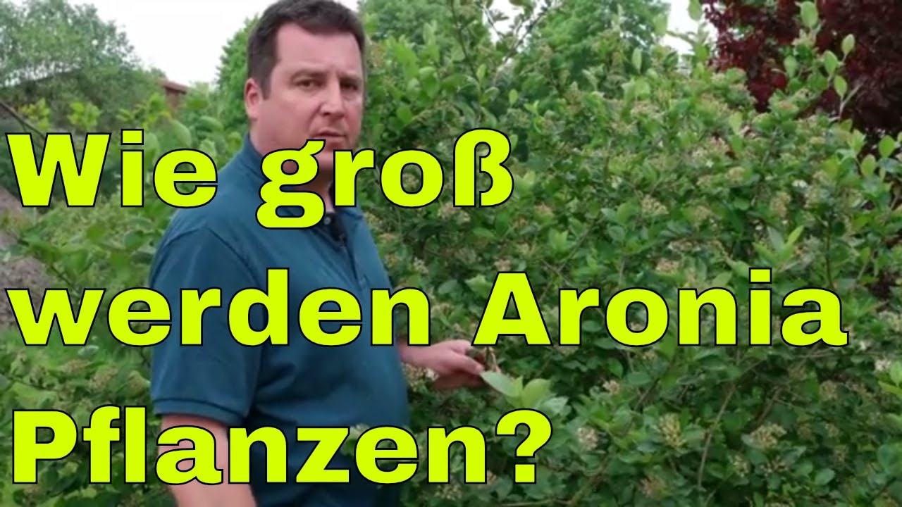 Wie groß werden Aronia Pflanzen? - YouTube