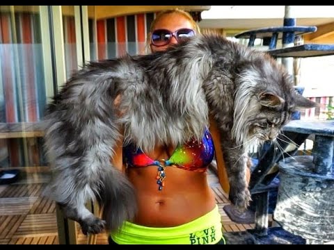 yorkie vs cat maine coon cat and terrier big funnydog tv yorkie vs cat maine coon cat and terrier big funnydog tv