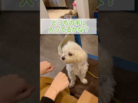 ゲームに挑戦した食いしん坊の愛犬は当てられる？【マルチーズ】#shorts