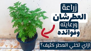 زراعة وإكثار نبات العطر،العطرشان ،العتر، العطرشة وفوائده how to plant pelargonium graveolens