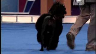 AKC/Eukenuba: Portuguese Water Dog