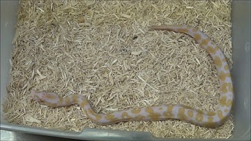 2017 Female Toffino Ball Python