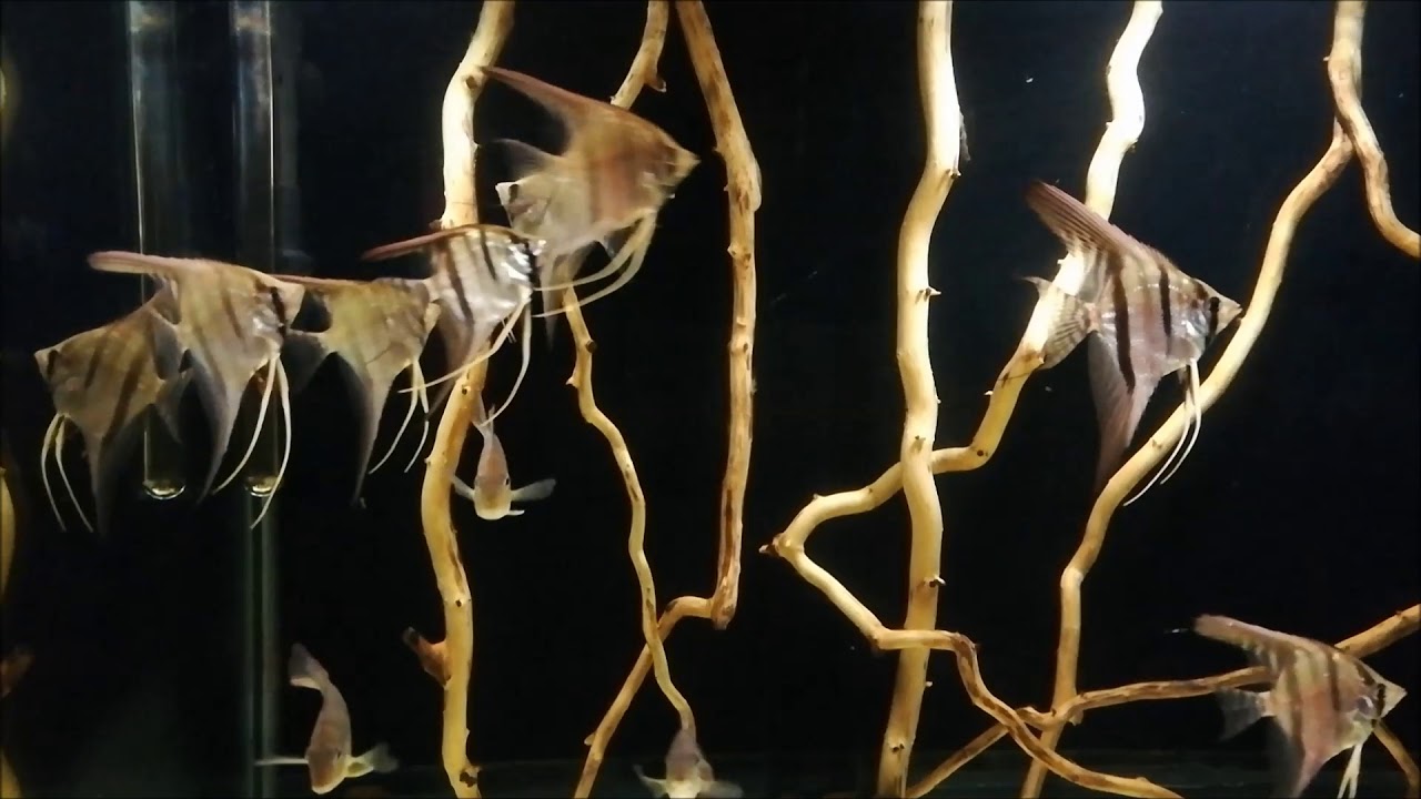 Pt. scalar Santa Isabel F1