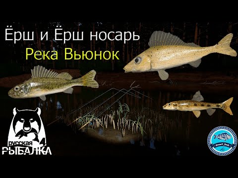 Ёрш носарь и просто ёрш на реке Вьюнок - Русская Рыбалка 4