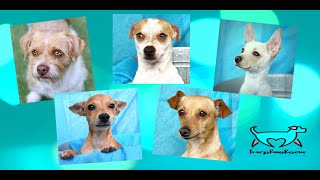 Opie Opal Adele Ziggy Naugat Adoption Movie TracysPawsRescue Saving dogs in south Texas