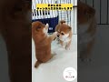 びっくり⁉️5秒でハッピーになる動画😁奇跡の瞬間かわいい豆柴💖#shorts
