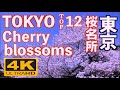 4K 東京の桜の名所 12Best Cherry Blossoms Tokyo 上野公園 千鳥ヶ淵 新宿御苑 花見 満開 目黒川 アークヒルズ 六本木ヒルズ 皇居 東京観光 SAKURA Hanami