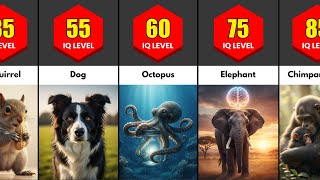 Comparison: Animal Intelligence