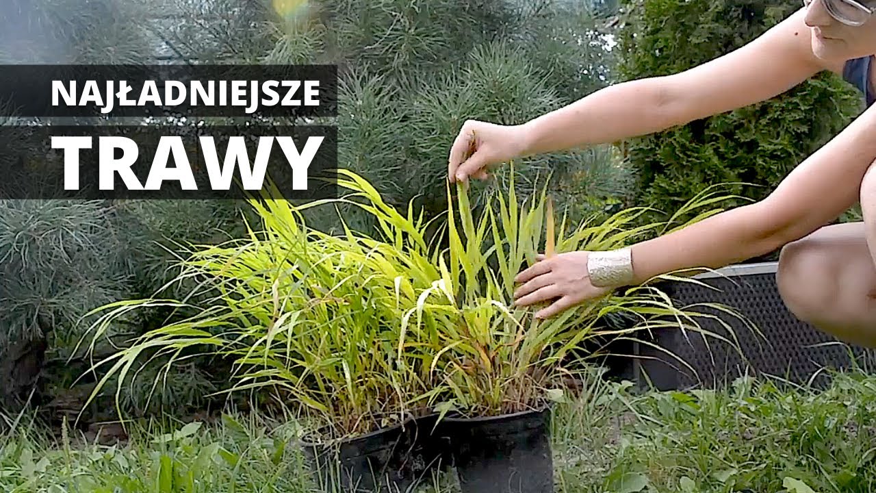 Najładniejsze i najciekawsze TRAWY OZDOBNE do ogrodu
