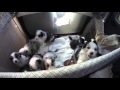 Australian Shepherd Puppies, birth to eight weeks