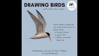 Drawing Bird Postures, Proportions, and Angles