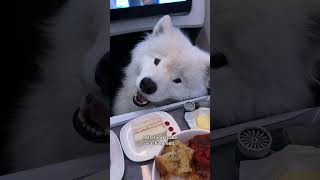 My dog flew me in business class with him #dog #samoyed