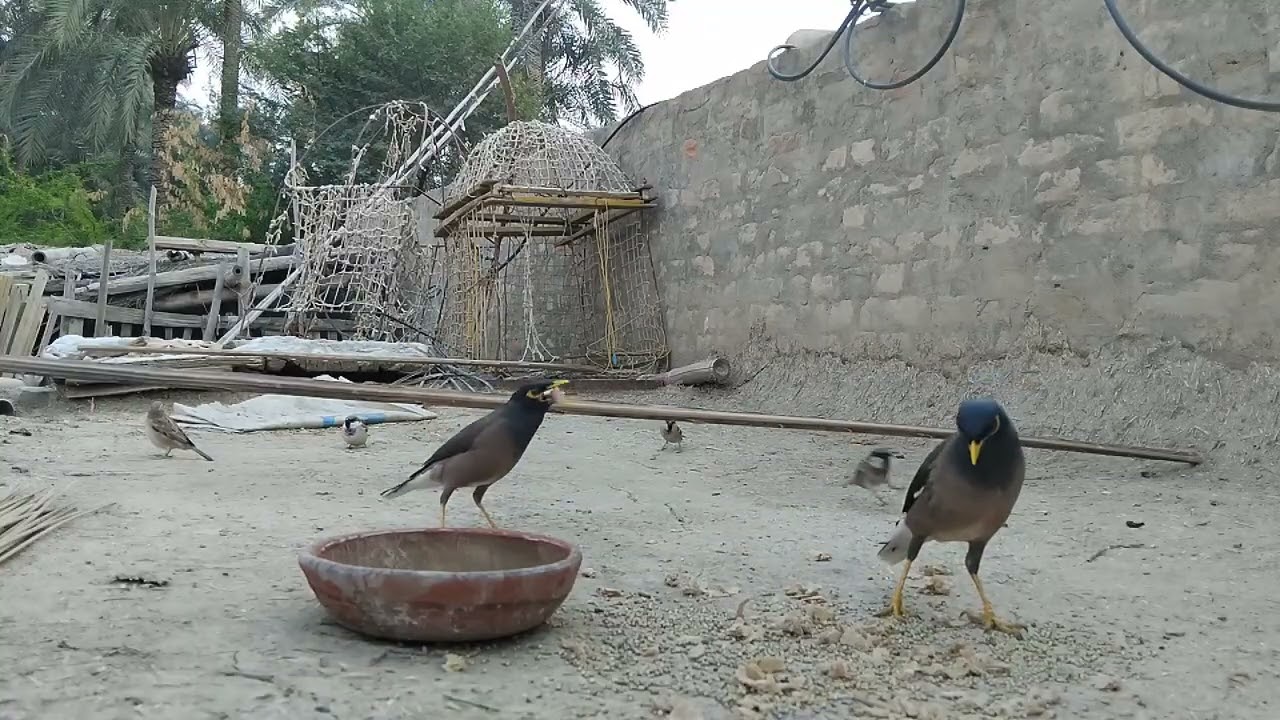 Morning Sparrow & Myna Feeding Routine | Peaceful Village Birds | Hawa Birds TV