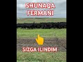 DJIGAR SIZGA ILINDIM Animals Narxlari Bozor Cow Bull Buqa Angus DJIGAR SIZGA ILINDIM Animals Narxlari Bozor Cow Bull Buqa Angus