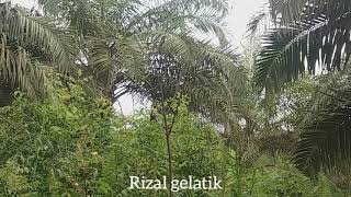 Download Lagu Ampuh mikat pake mp3 MP3