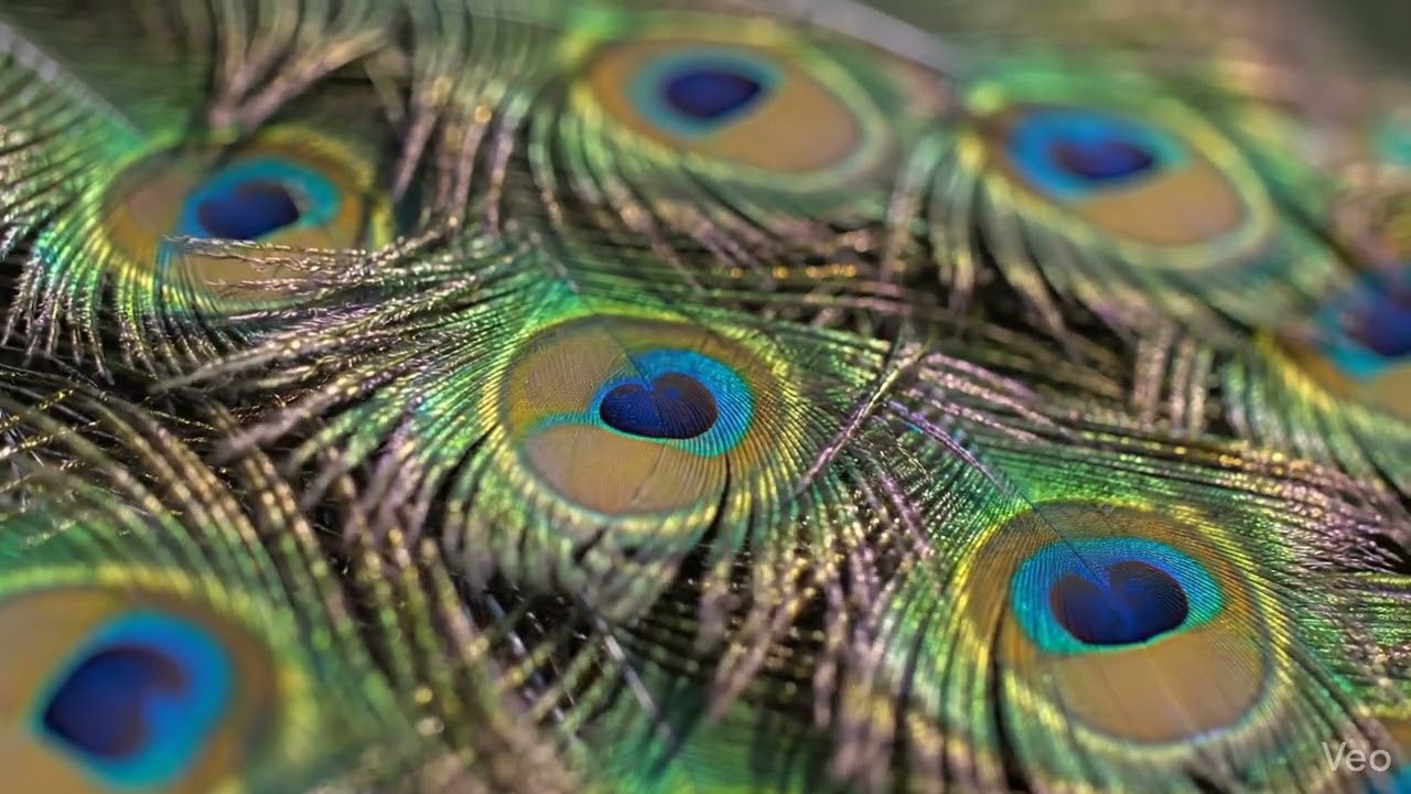 Cinematic Peacock Feather Video Background | Classical Dance Visuals | Annual Function Studio