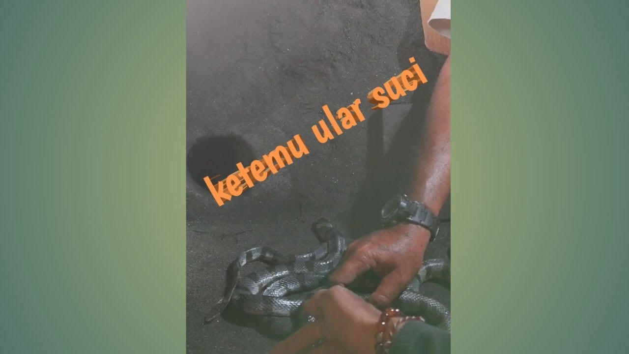 Niat ikhlas ketemu ular suci