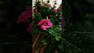#music #newsong #shortsvideo #inspiration #latestweddingsong #cover #newmusicrelease #love #wedding