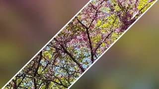A springtime video montage of L'Anglade and it's environs .