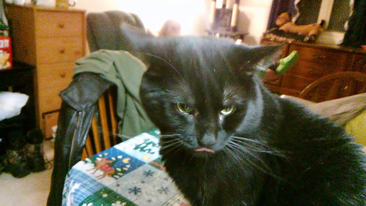 Death Metal Jamming with Felix The Cat (1) financial collapse blog