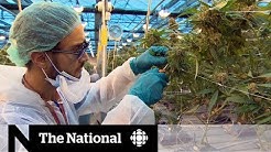 Ontario college launches pot production program