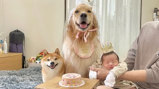 家族が増えて初めて愛犬のお誕生日をお祝いしました...！