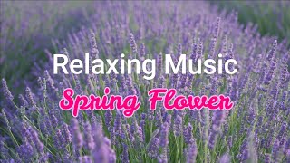 Beautiful Flower Spring with Relaxing Music, Peaceful Music, Nature spring with calming music