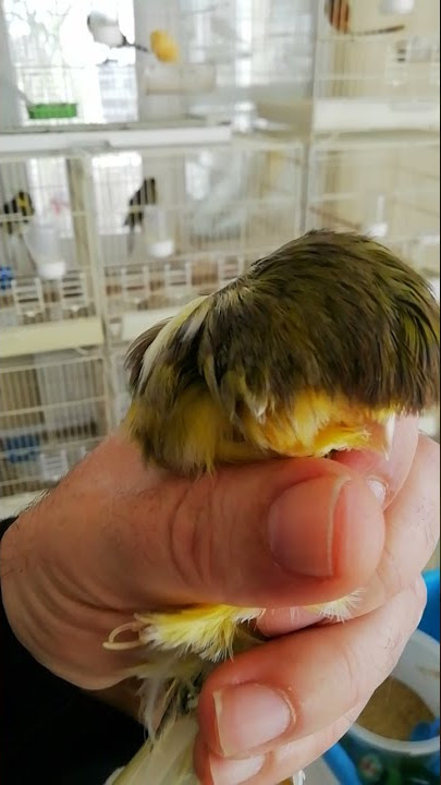 The biggest and best agi canary baby in the world, breeder Mustafa BALCI