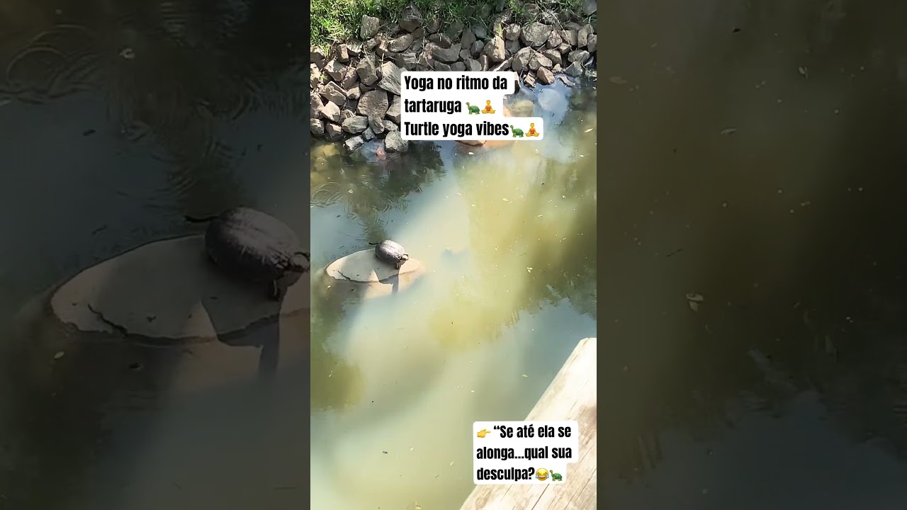 Tartaruga Zen!😍🐢