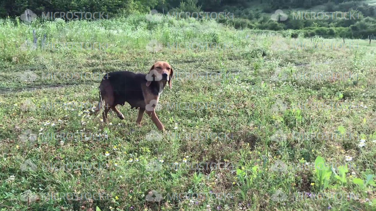 Amusing young beagle female dog with long ears, playful puppy, chase and look straight, happily