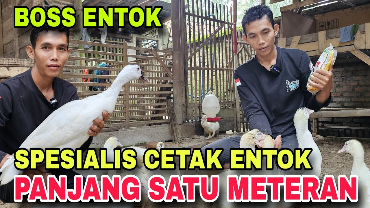 SUKSES TERNAK ENTOK SPESIALIS PEJANTAN 100 cm UP