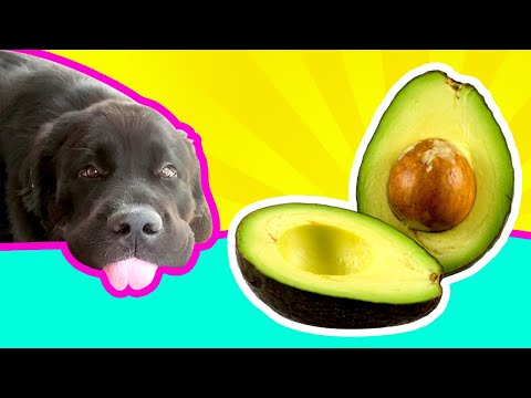 Can Dogs Eat Avocados? | Veterinarians say be RESPONSIBLE part 2