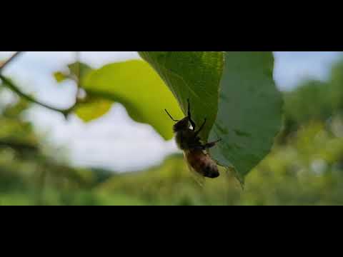 Vídeo: Com Fer Una Amanida Amb Kiwi I Mandarines