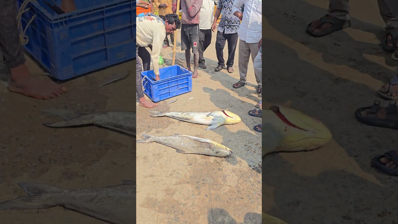 Fish Auction at Antarvedhi Fishing Harbour😲