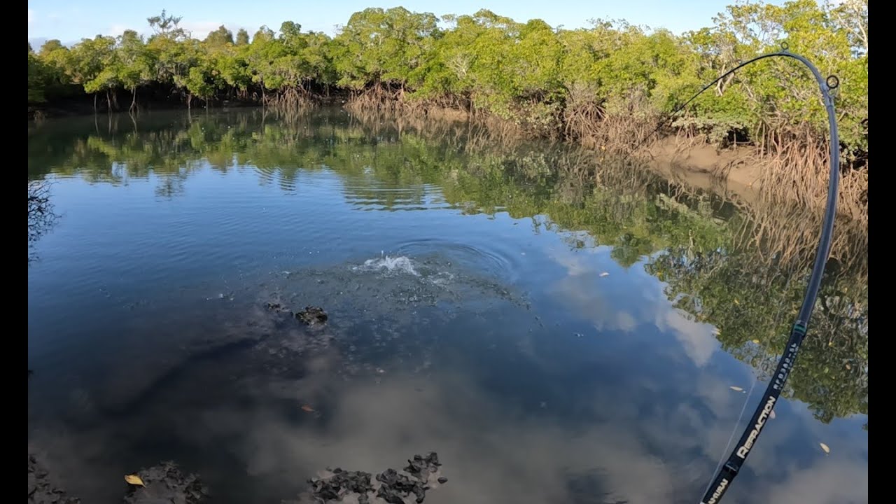 Mangrove Jack CloseQuarter Combat (Landbased Lure Fishing) YouTube